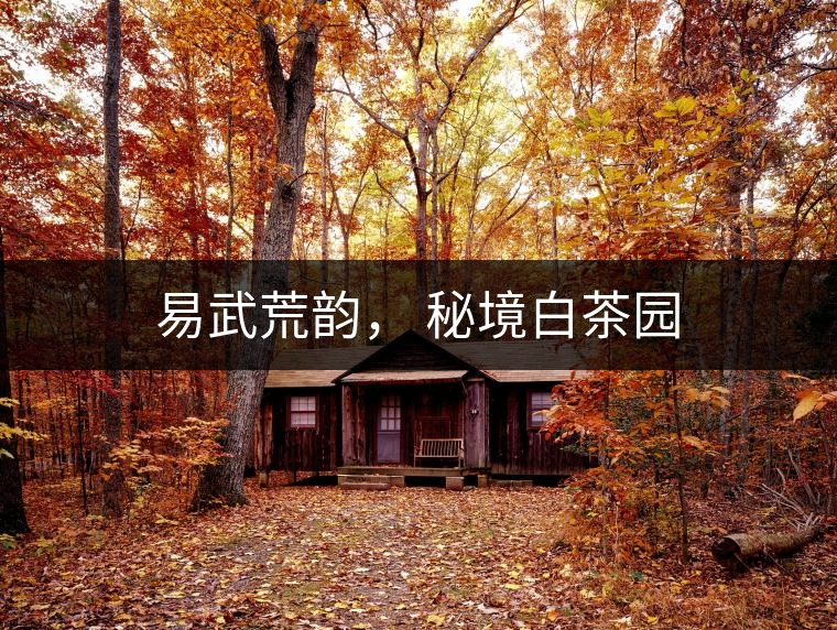 易武荒韻， 秘境白茶園