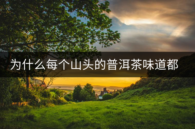 為什么每個山頭的普洱茶味道都不相同？