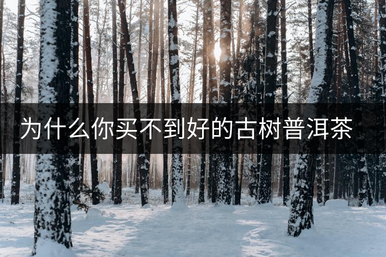 為什么你買不到好的古樹普洱茶？買茶防坑指南，看完就有收獲！
