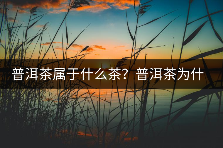 普洱茶屬于什么茶？普洱茶為什么會越陳越香？