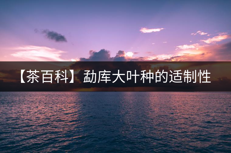 【茶百科】勐庫大葉種的適制性。