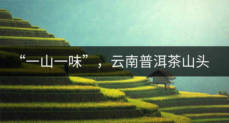 “一山一味”，云南普洱茶山頭茶的真實(shí)意義！