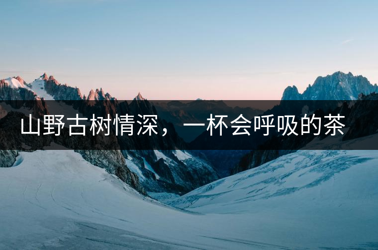 山野古樹情深，一杯會呼吸的茶滋味