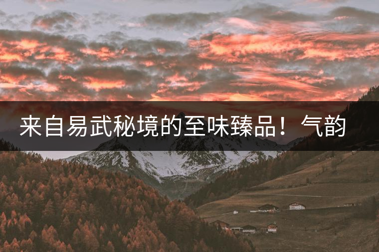 來自易武秘境的至味臻品！氣韻強勁，余韻深邃，一口喚醒你的味蕾~