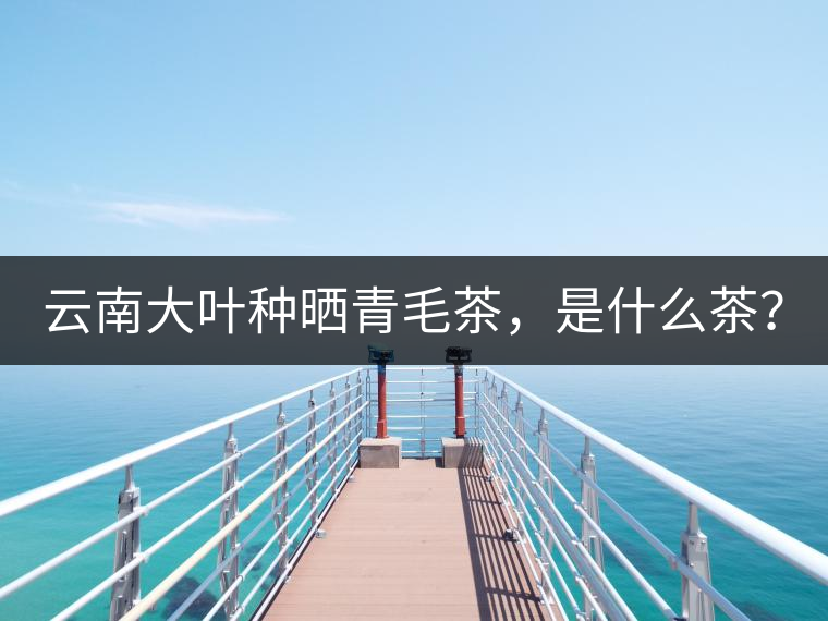 云南大葉種曬青毛茶，是什么茶？
