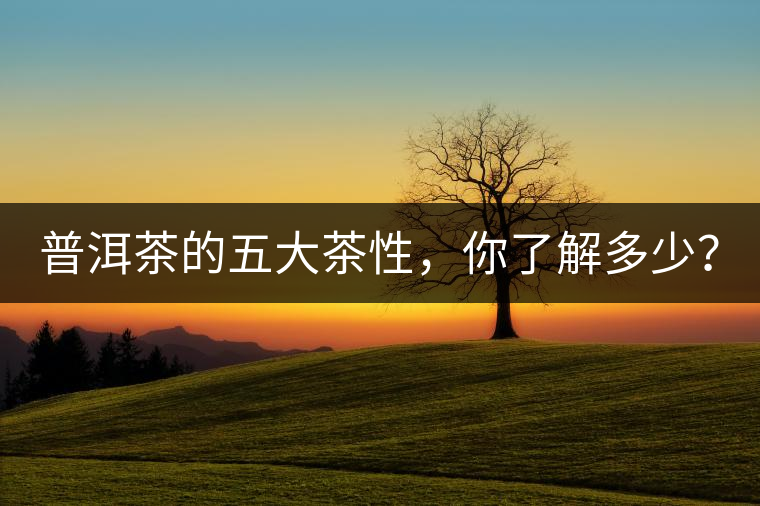 普洱茶的五大茶性，你了解多少？