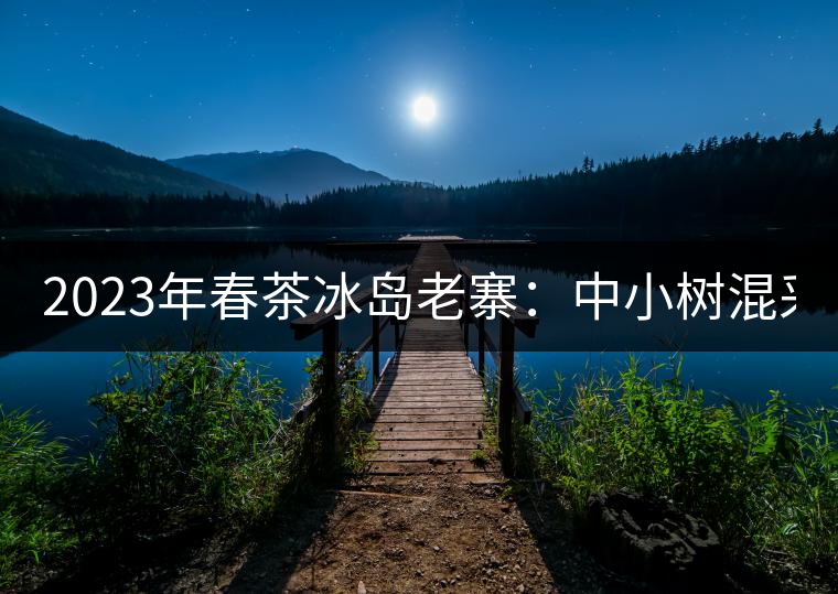 2023年春茶冰島老寨：中小樹混采2500-3000元／公斤，大樹：7000-8000元／公斤，古樹混采：28000-36000元／公斤