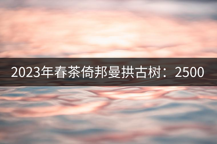 2023年春茶倚邦曼拱古樹：2500-3000元／公斤，貓耳朵6000元／公斤