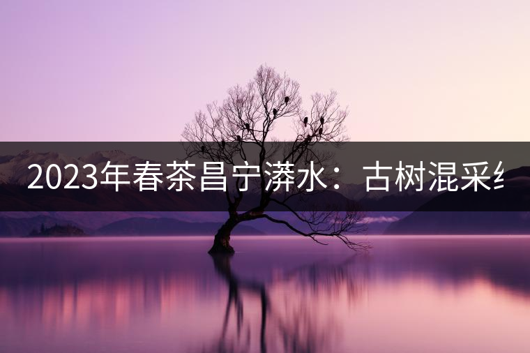 2023年春茶昌寧漭水：古樹混采純料480-600元／公斤，大樹360-420元／公斤，臺地260-300元／公斤，古樹單株均價880-1200元／公斤。
