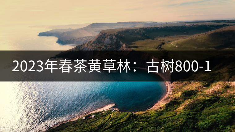 2023年春茶黃草林:古樹(shù)800-1200元/公斤 2023年春茶黃草林:古樹(shù)800-1200元/公斤