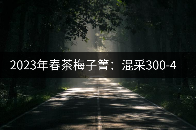 2023年春茶梅子箐：混采300-400元／公斤，挑采600元／公斤