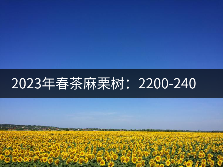 2023年春茶麻栗樹(shù):2200-2400元/公斤 2023年春茶麻栗樹(shù):2200-2400元/公斤