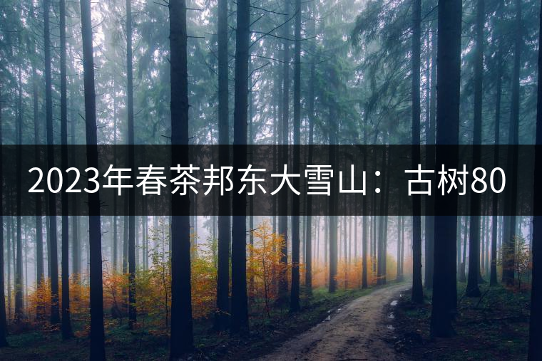 2023年春茶邦東大雪山：古樹800—900元／公斤
