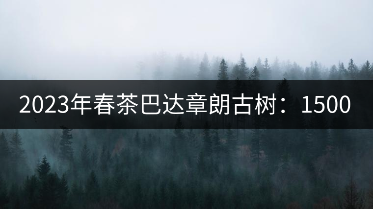 2023年春茶巴達(dá)章朗古樹：1500-1600元／公斤，喬木250元／公斤