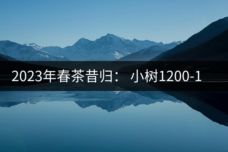 2023年春茶昔歸： 小樹1200-1600元／公斤，大樹4500-5200元／公斤，古樹7500-9000元／公斤.