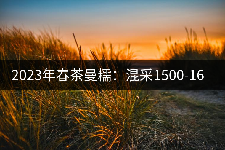 2023年春茶曼糯：混采1500-1600元／公斤，挑采2000-2400元／公斤