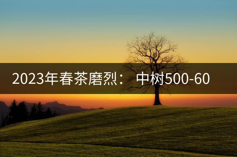 2023年春茶磨烈： 中樹500-600元／公斤，古樹混采：2200-2600元／公斤