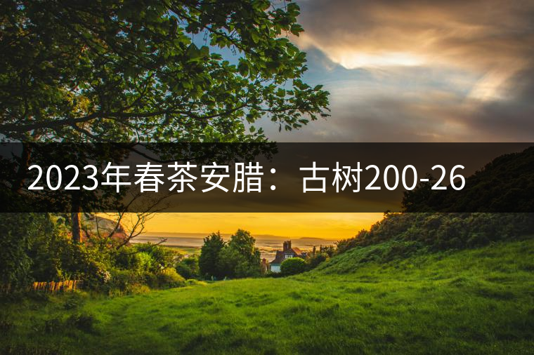 2023年春茶安臘：古樹200-260元／公斤