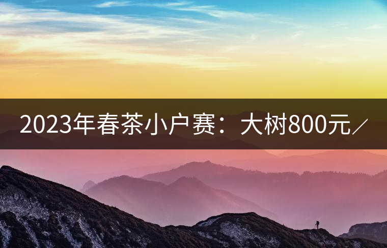 2023年春茶小戶賽：大樹800元／公斤，古樹1200-1300元／公斤