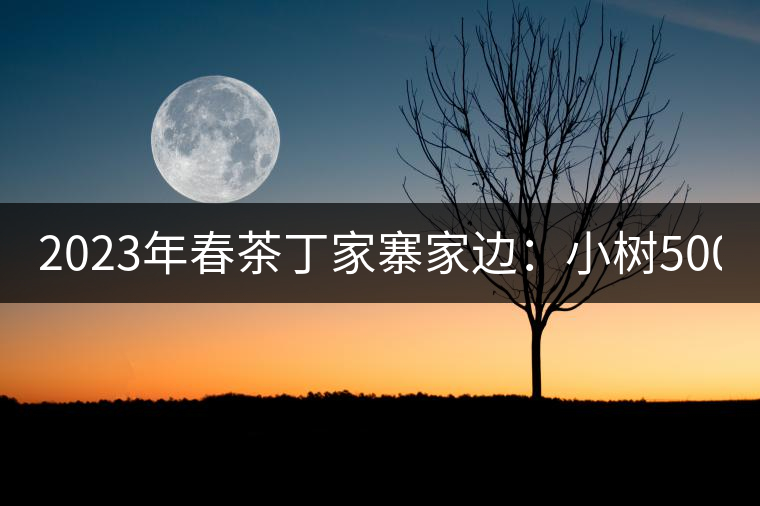 2023年春茶丁家寨家邊：小樹500元／公斤，古樹1500-1600元／公斤