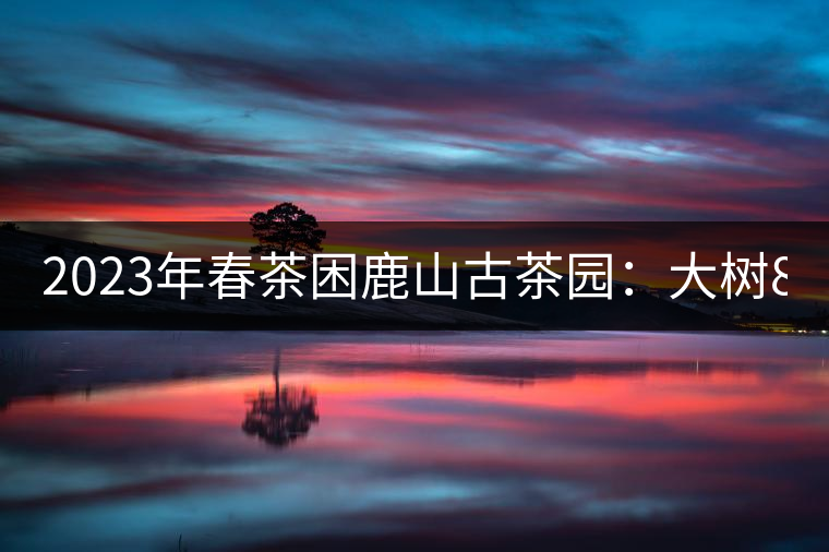 2023年春茶困鹿山古茶園：大樹8000-12000元／公斤，周邊小樹200-300元／公斤