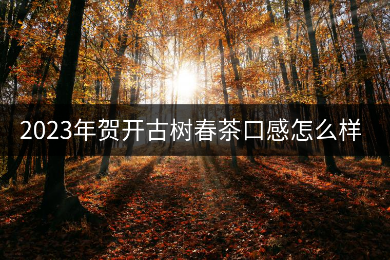 2023年賀開古樹春茶口感怎么樣？