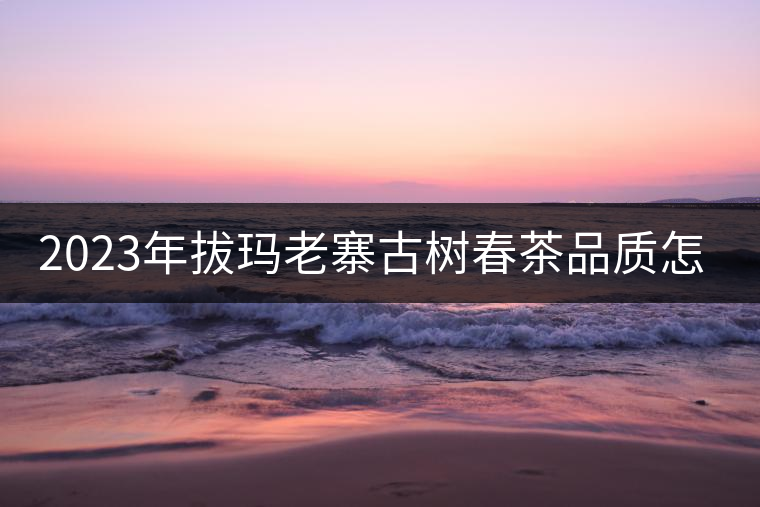 2023年拔瑪老寨古樹春茶品質(zhì)怎么樣？