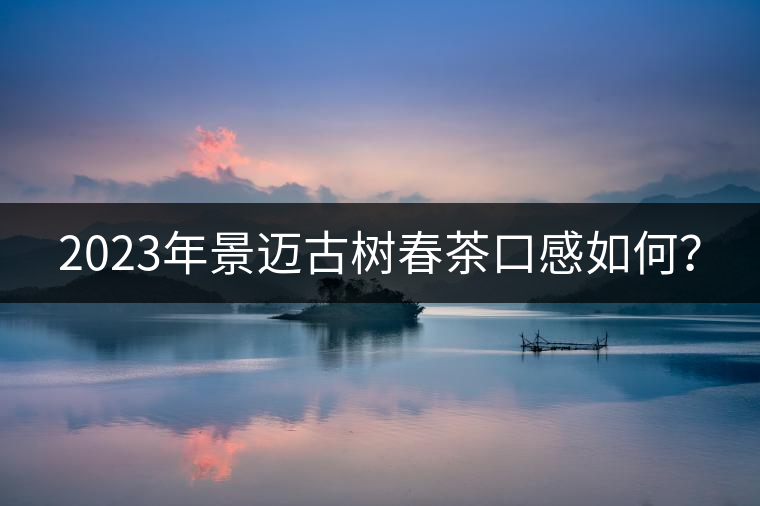 2023年景邁古樹春茶口感如何？