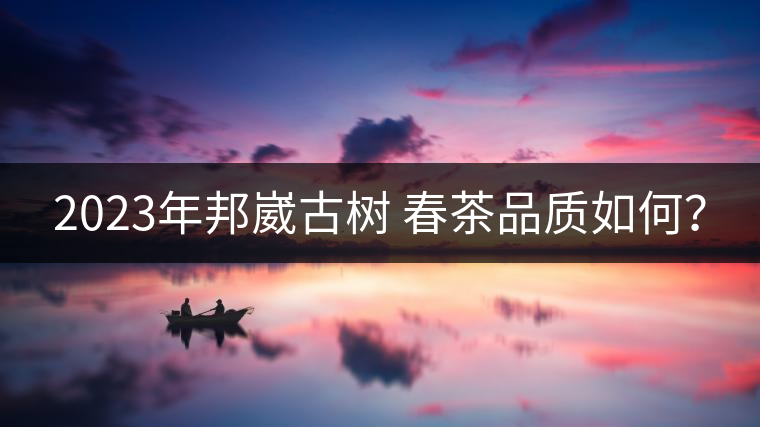2023年邦崴古樹 春茶品質(zhì)如何？