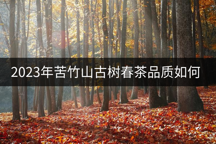 2023年苦竹山古樹春茶品質如何? 2023年苦竹山古樹春茶品質如何?