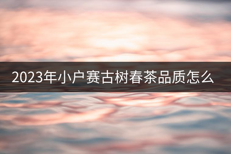 2023年小戶(hù)賽古樹(shù)春茶品質(zhì)怎么樣？