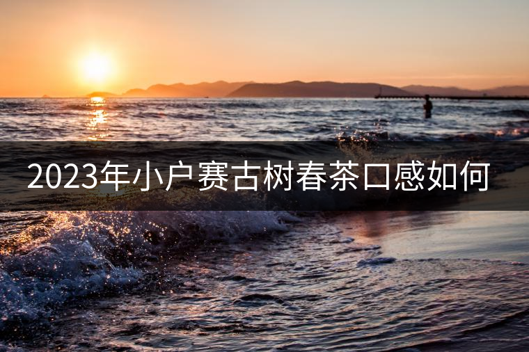 2023年小戶賽古樹春茶口感如何？