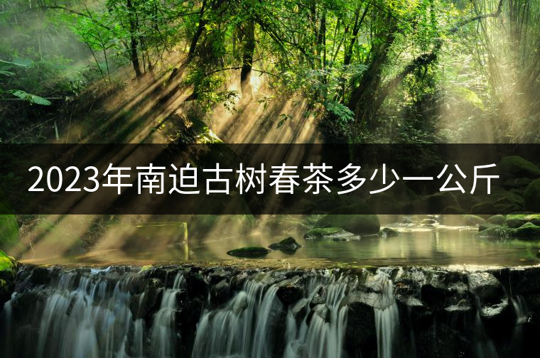 2023年南迫古樹春茶多少一公斤？