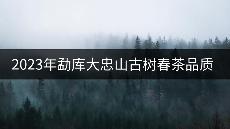 2023年勐庫大忠山古樹春茶品質(zhì)怎么樣？