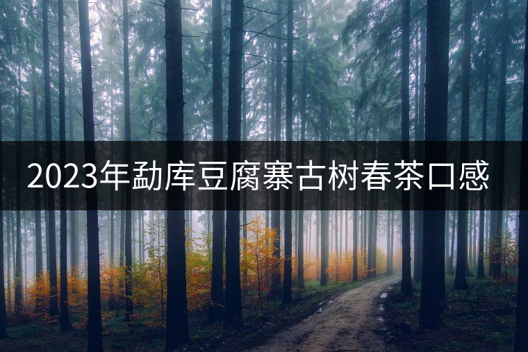2023年勐庫(kù)豆腐寨古樹(shù)春茶口感怎么樣？