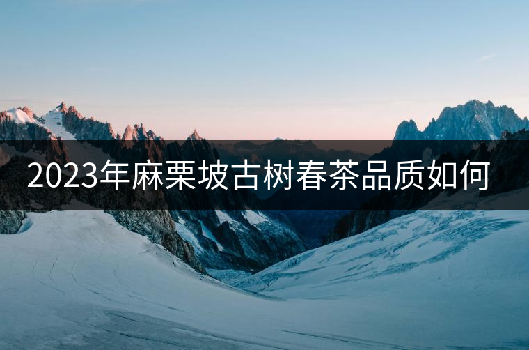2023年麻栗坡古樹春茶品質(zhì)如何？