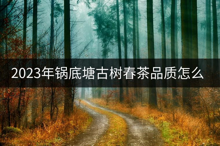 2023年鍋底塘古樹春茶品質(zhì)怎么樣？