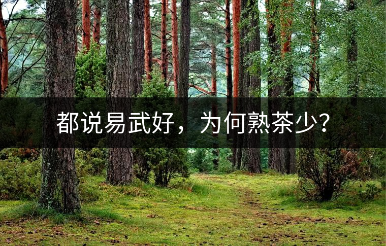 都說易武好，為何熟茶少？
