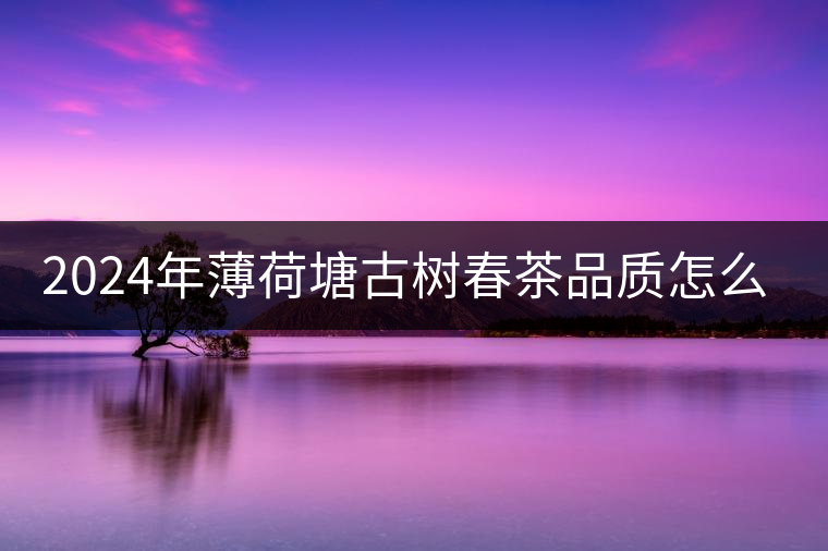 2024年薄荷塘古樹春茶品質怎么樣？