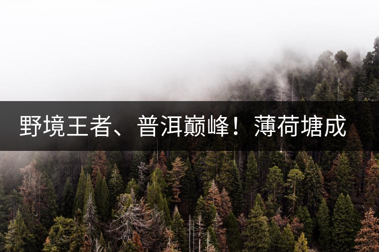 野境王者、普洱巔峰！薄荷塘成為普洱無冕之王的十大原因