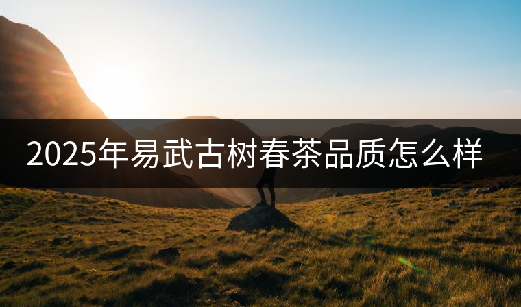 2025年易武古樹春茶品質(zhì)怎么樣？