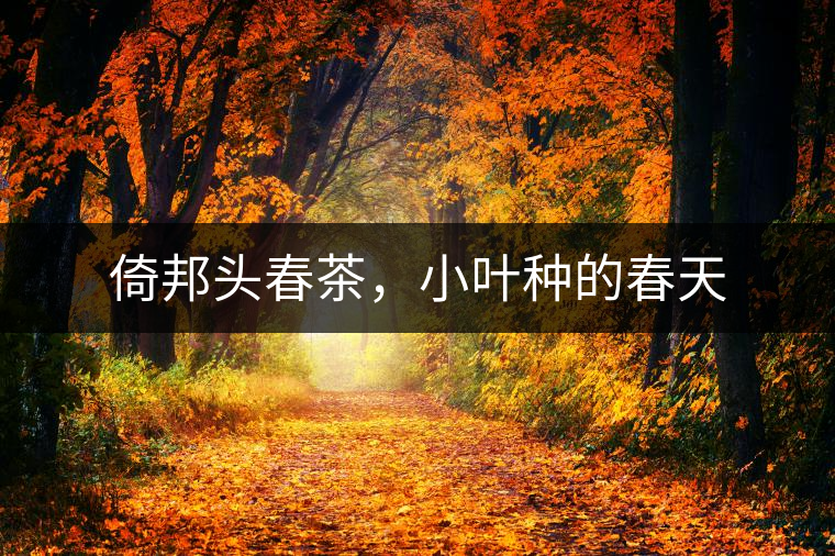 倚邦頭春茶，小葉種的春天