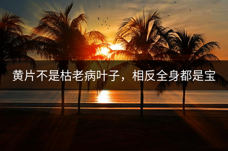 黃片不是枯老病葉子，相反全身都是寶