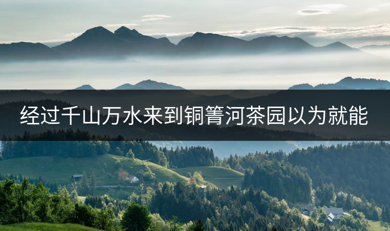 經(jīng)過千山萬水來到銅箐河茶園以為就能收到茶了？