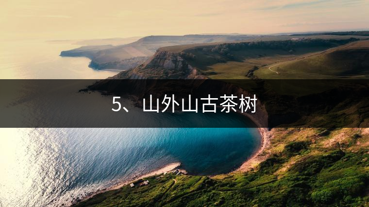 5、山外山古茶樹