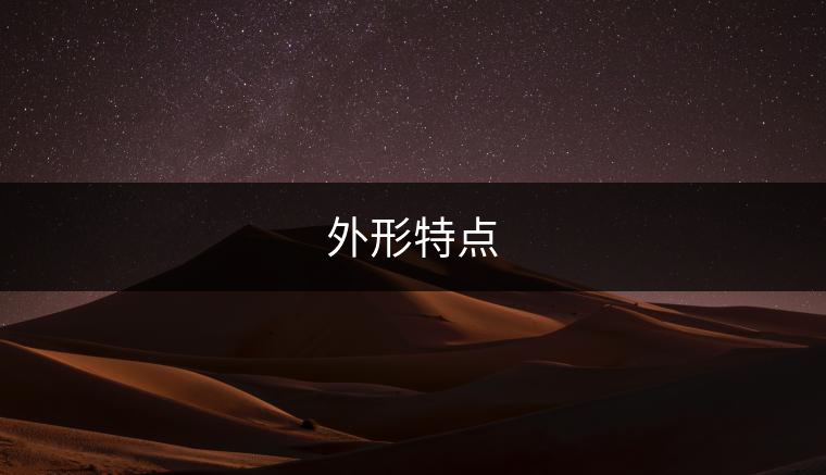 外形特點