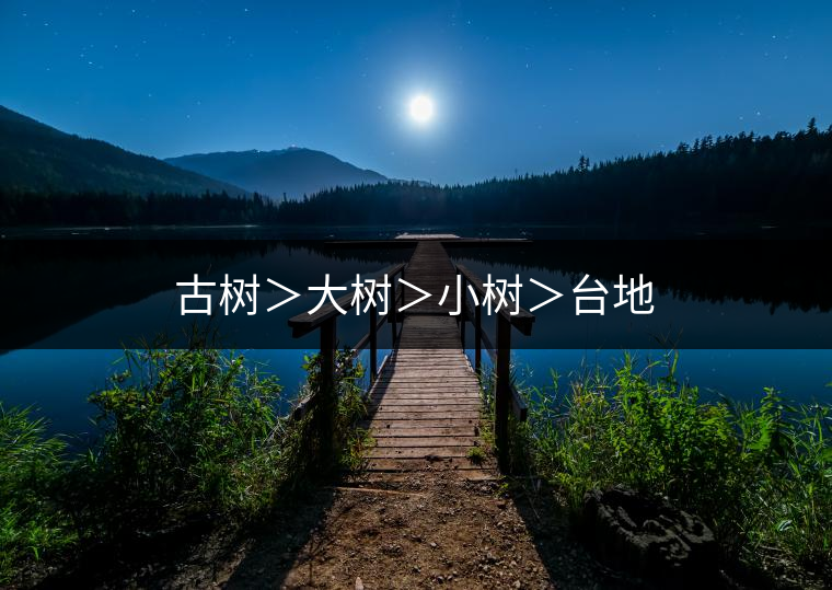 古樹＞大樹＞小樹＞臺(tái)地