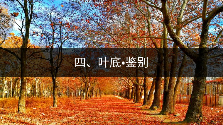 四、葉底?鑒別