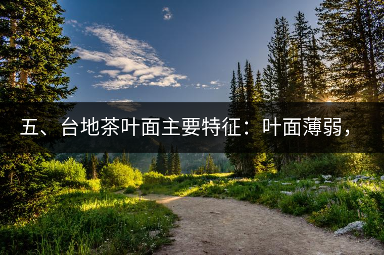 五、臺(tái)地茶葉面主要特征：葉面薄弱，如薄紙易折;沖泡之后無(wú)力恢復(fù)彈性，甚至多次沖泡也不能展開(kāi)，葉子愈薄愈差。