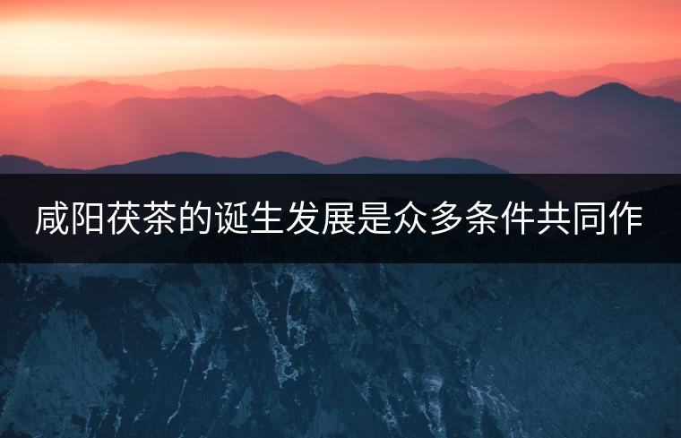 咸陽(yáng)茯茶的誕生發(fā)展是眾多條件共同作用的結(jié)果。